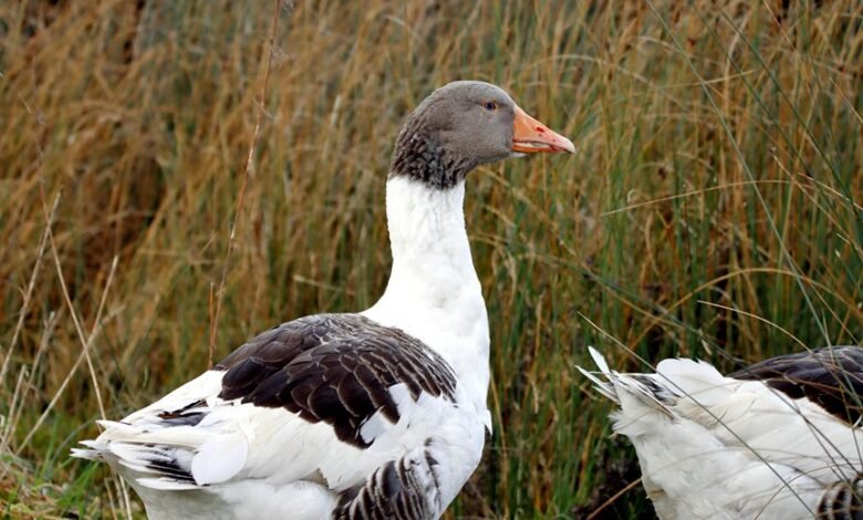 asuramgg profile summary